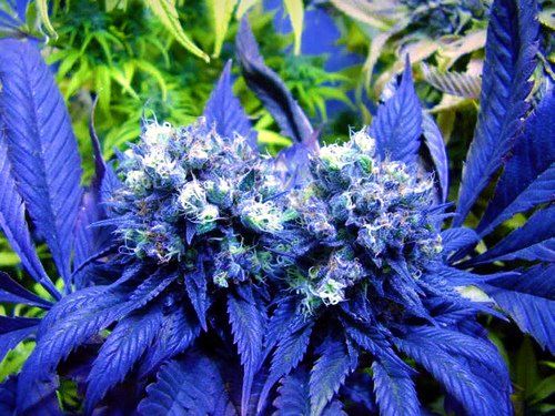 Cogollo de Purple Skunk