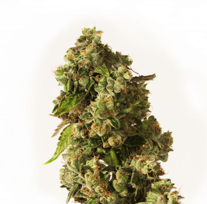 Og Reekn de Devil's Harvest