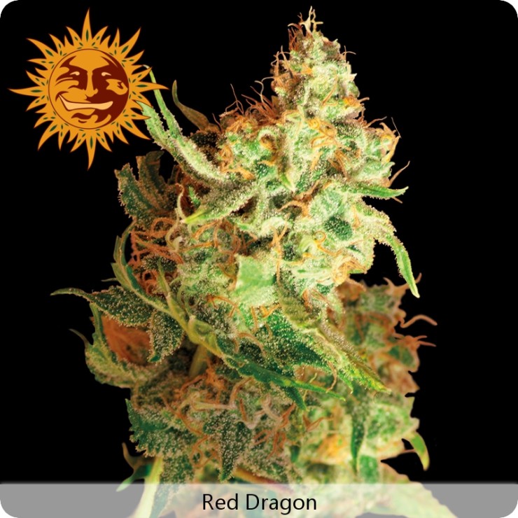 Marihuana Red Dragon de Barney's Farm