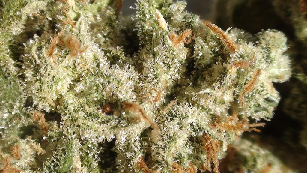 Tricomas de la marihuana Amnesia Haze