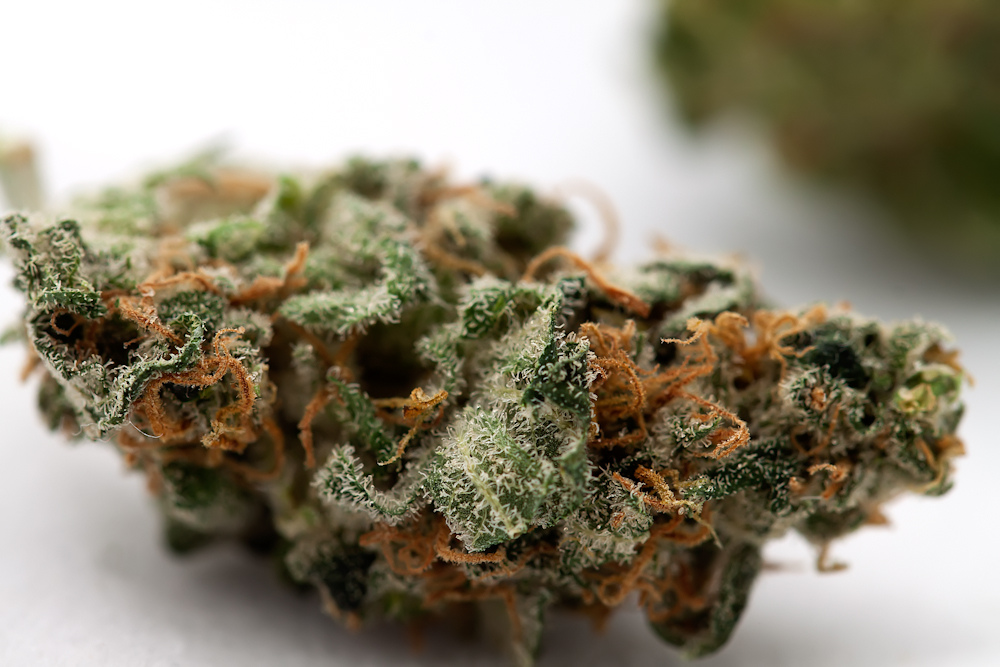 Cogollos seco de Utopia Haze.