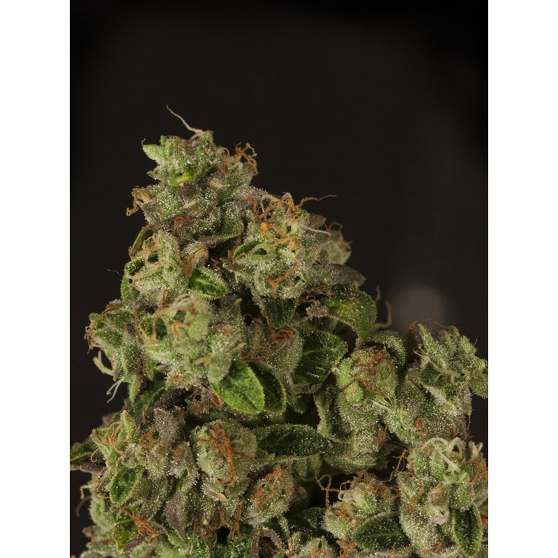 Og Reekn devil's harvest