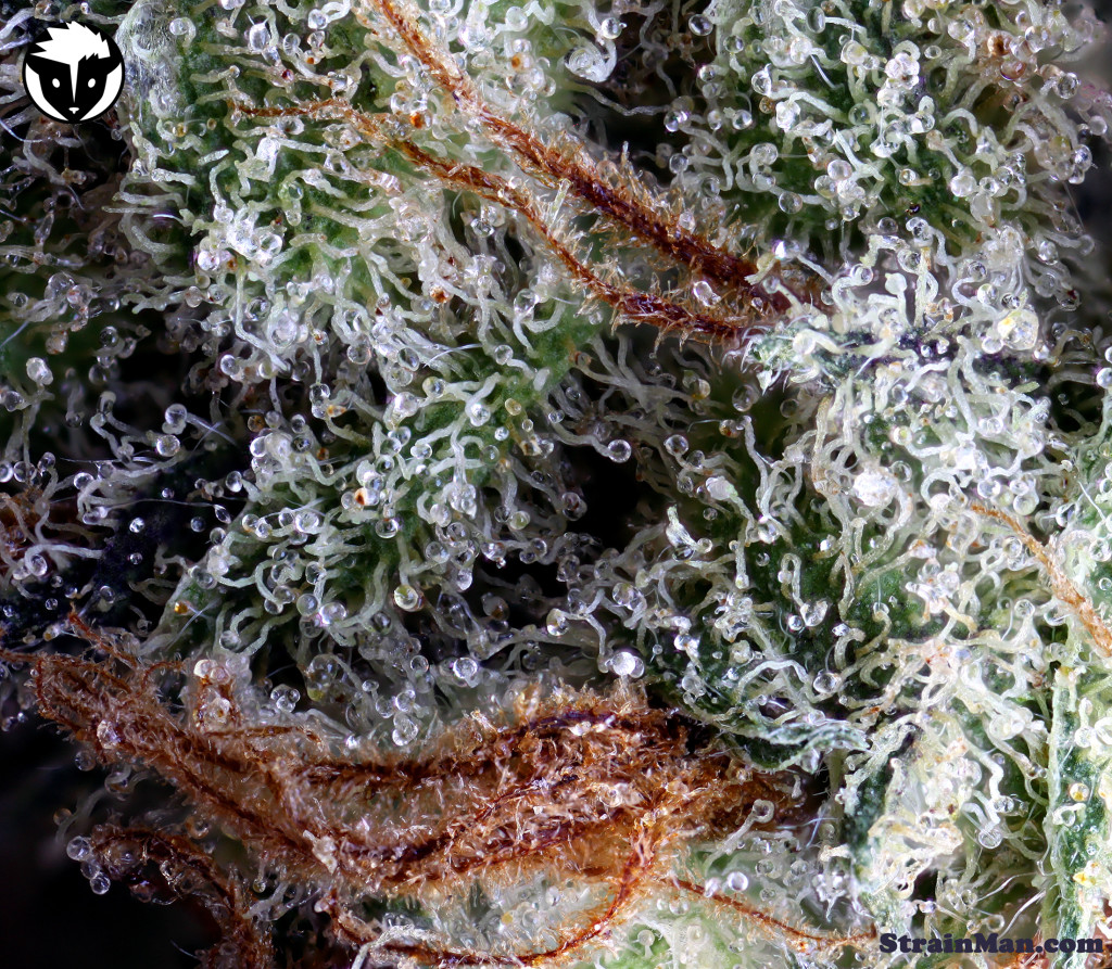 Tricomas de Moonshine Haze