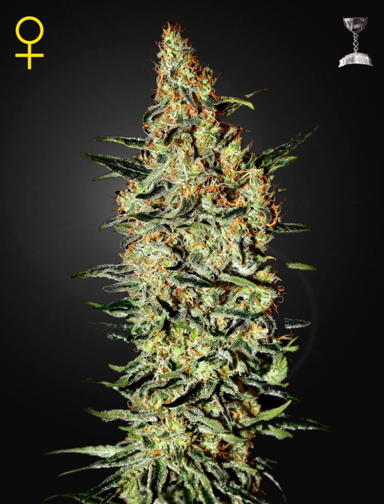 Neville's Haze de Green House Ganadora de Copa