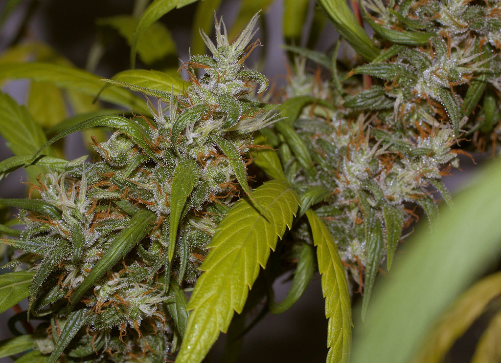 Neville's Haze sativa