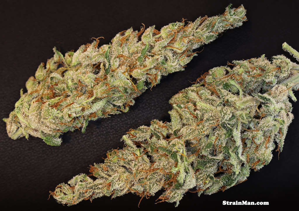 Marihuana Nevil's Wreck