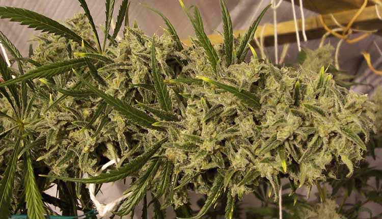 Cannabis trainwreck