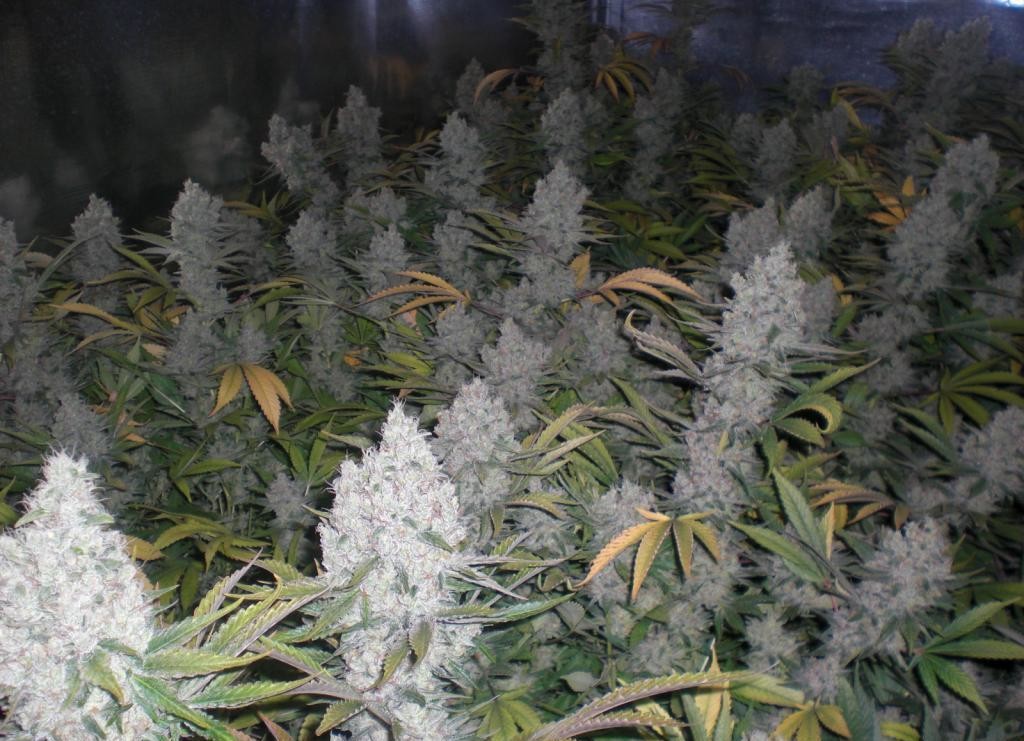 Cultivo de cannabis Amnesia Haze