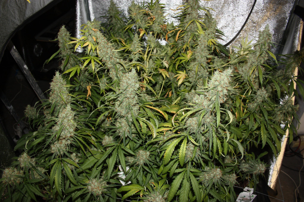 Cultivo de interior de la marihuana Amnesia Haze