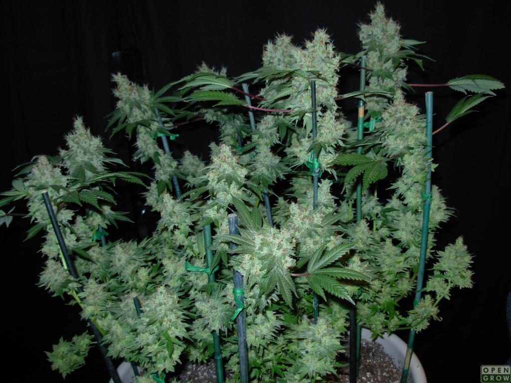 Marihuana Chem D