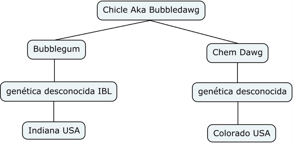 Arbol genético de Bubbledawg