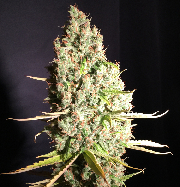 marihuana Chicle de TH Seeds