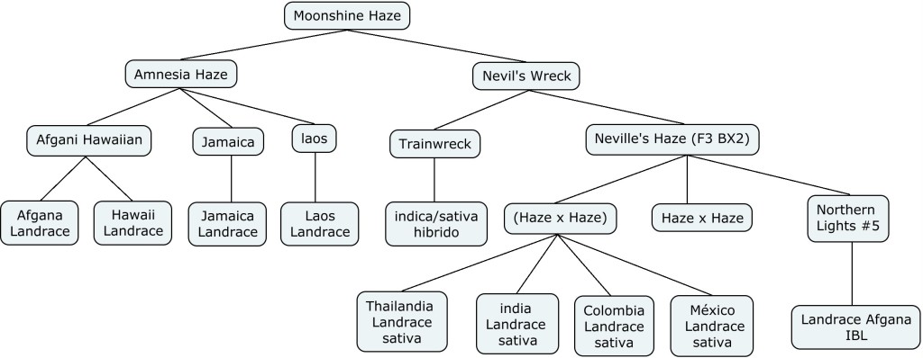 Mapa genético de Moonshine Haze