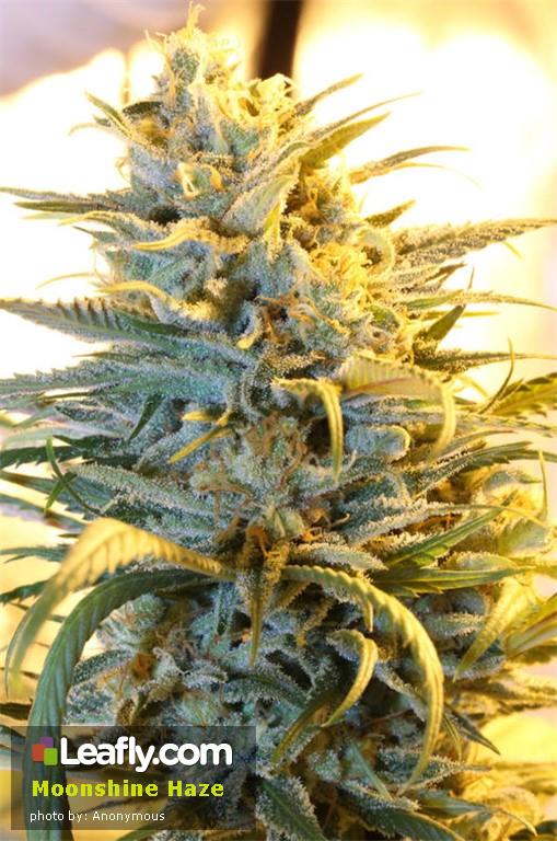 Cogollo de Moonshine Haze de Rare Dankness
