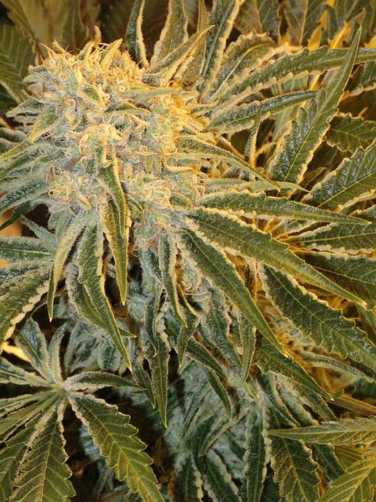 planta de cannabis afgana