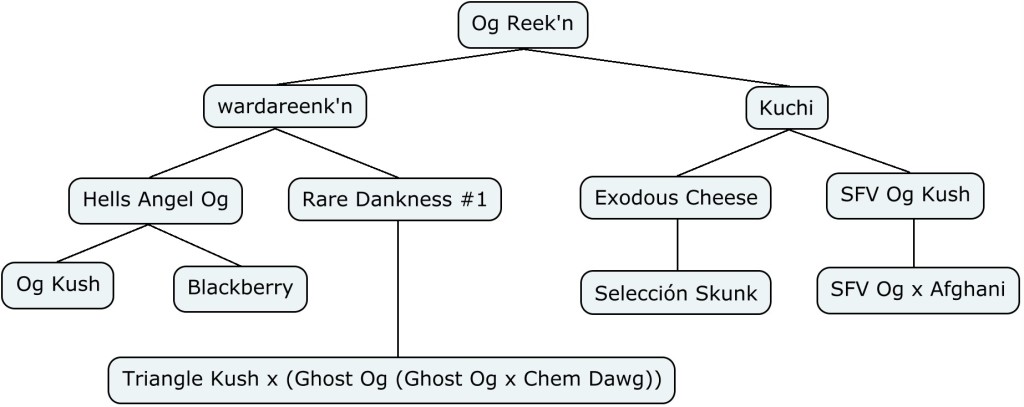 Arbol genético de Og Reekn