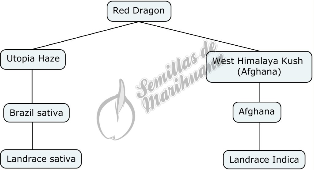 Mapa genético de Red Dragon