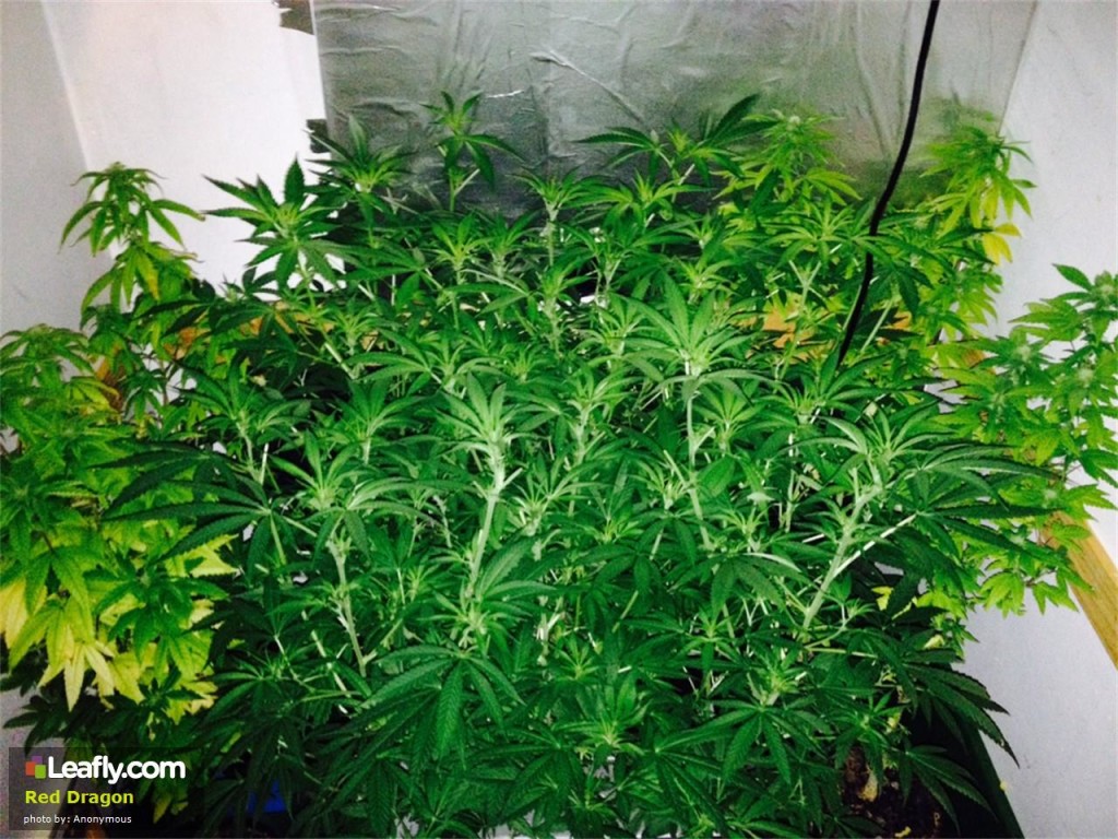 Cannabis red Dragon bien ramidicado