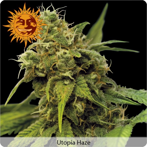 Cannabis Utopia Haze de Barney's Farm