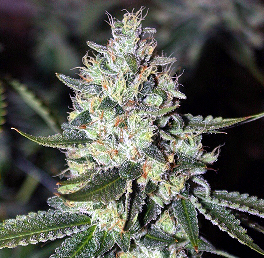 Marihuana wardareekn