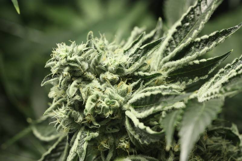 Rollex og kush de Devils