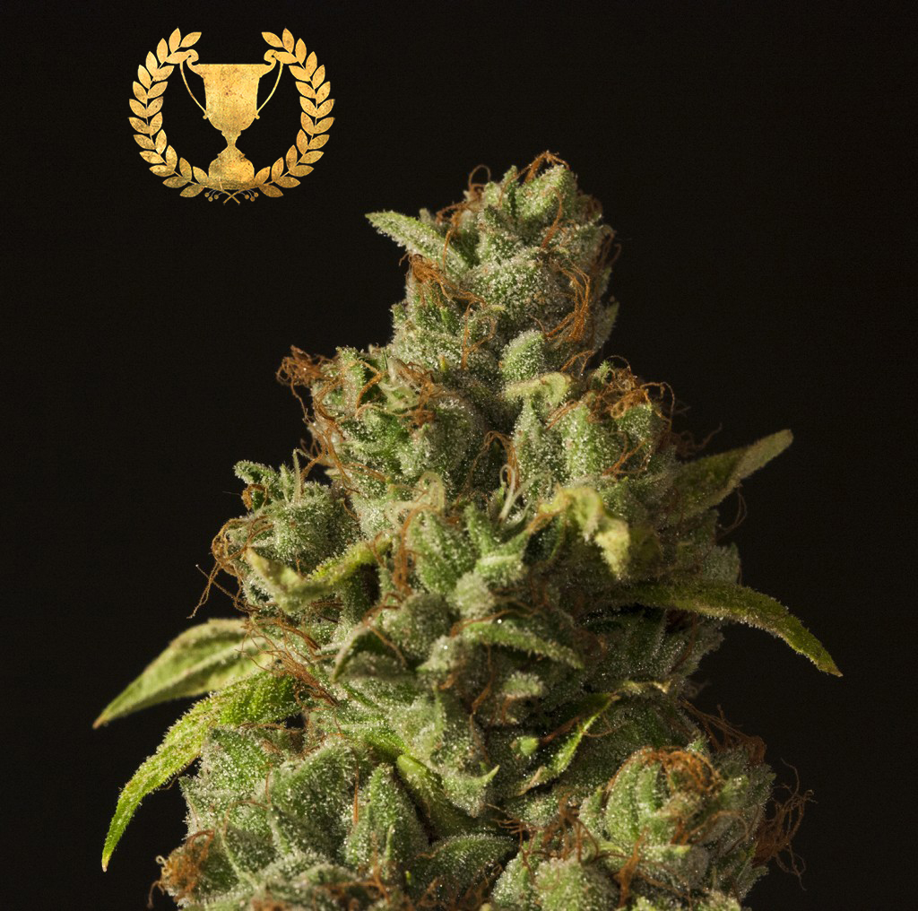 Marihuana White Fire