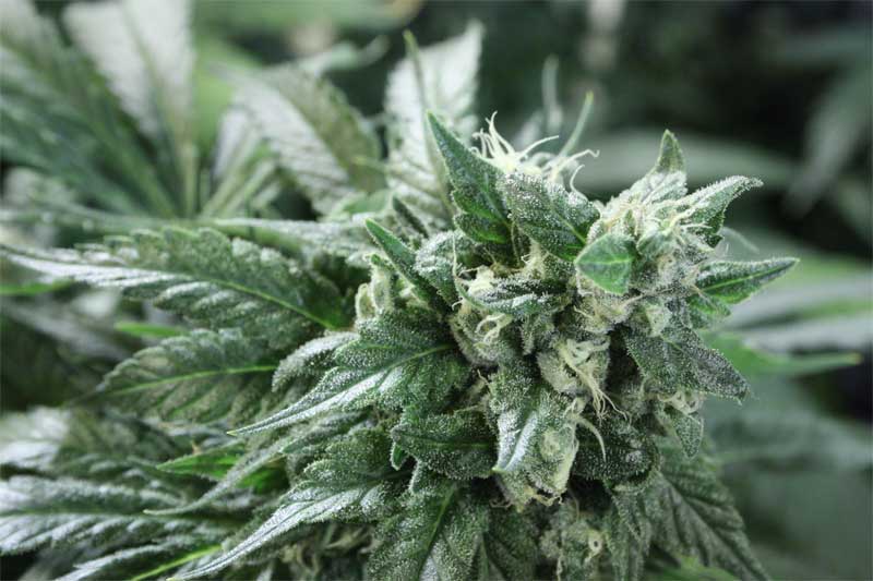 Kuchi Feminised by The Devil’s Harvest Seeds