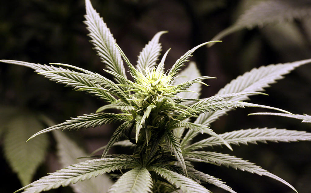 ghost train haze #1 tras streching de 15 días flora