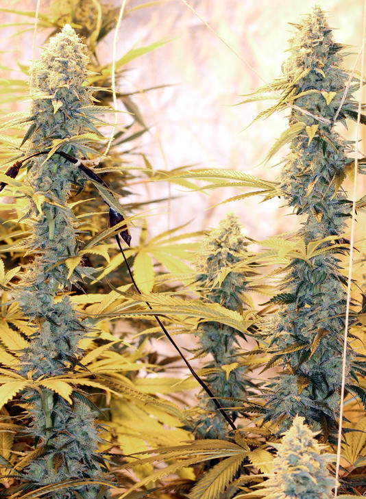 ramificaciones de ghost train haze 50 días flores