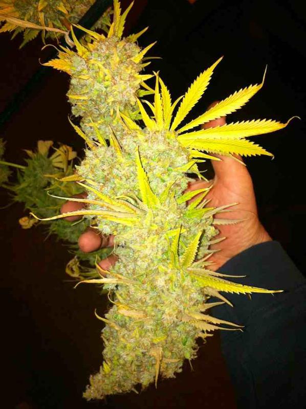 time to harvest 78 días ghost train haze#1