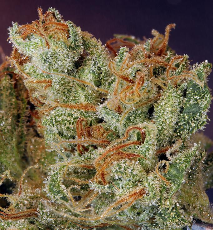 tricomas de ghost Train Haze #1