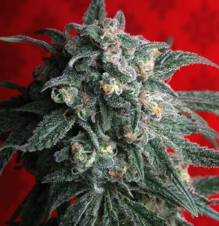 A-Train de TH seeds
