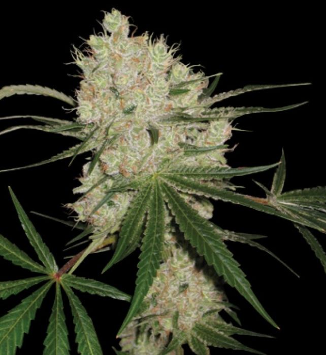Cannalope-kush