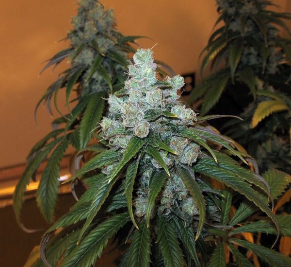 Cannabis Train Wreck