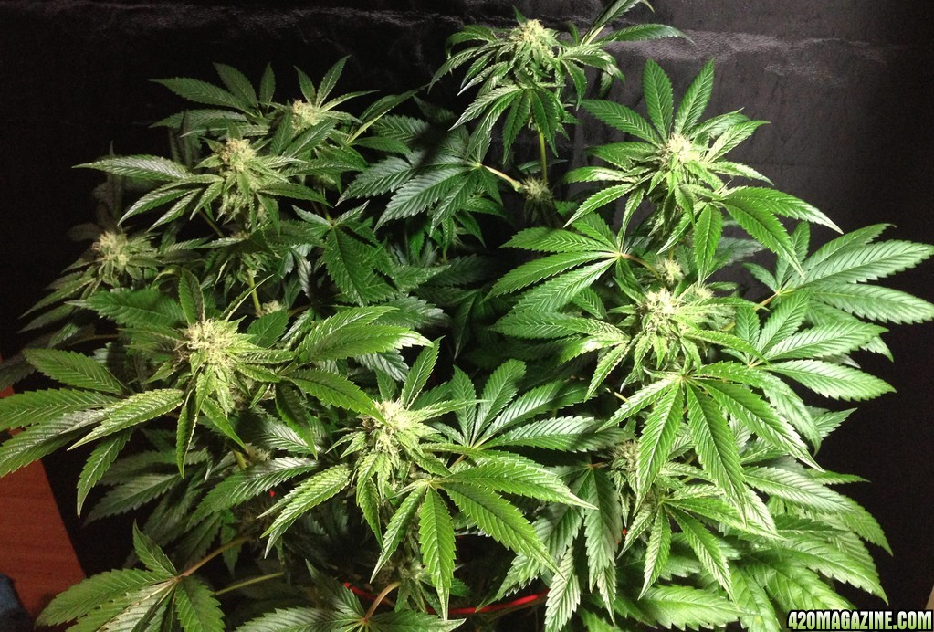 Estructura CANNALOPE de KUSH