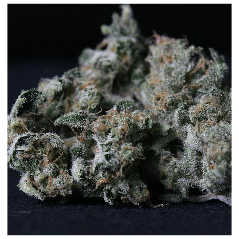 Cogollo seco de A-train TH seeds