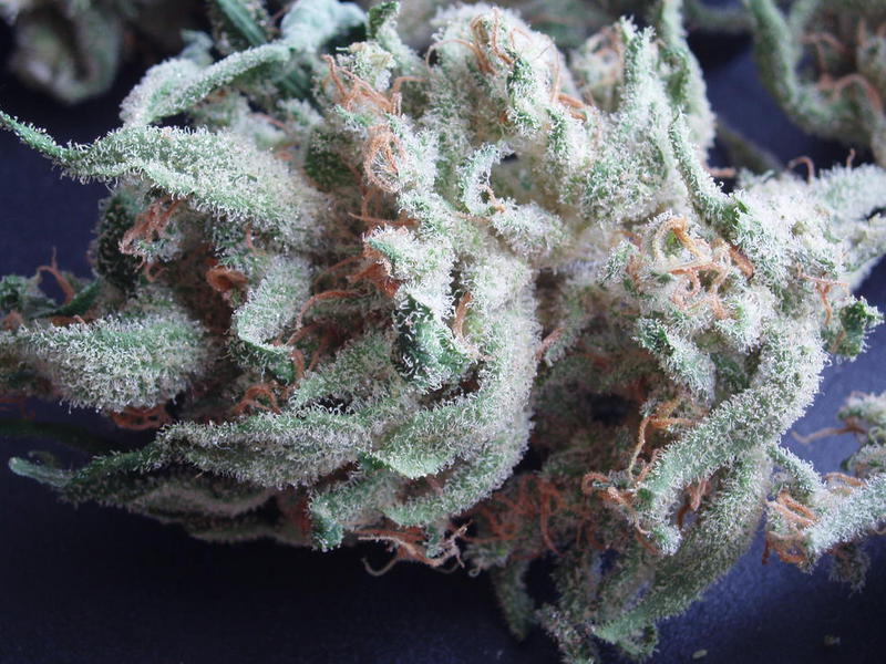Cannalope haze