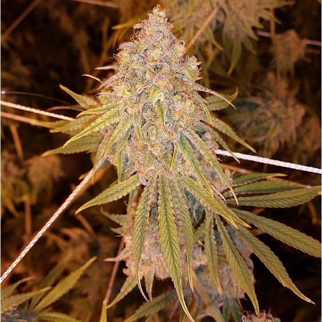 Marihuana Trainwreck