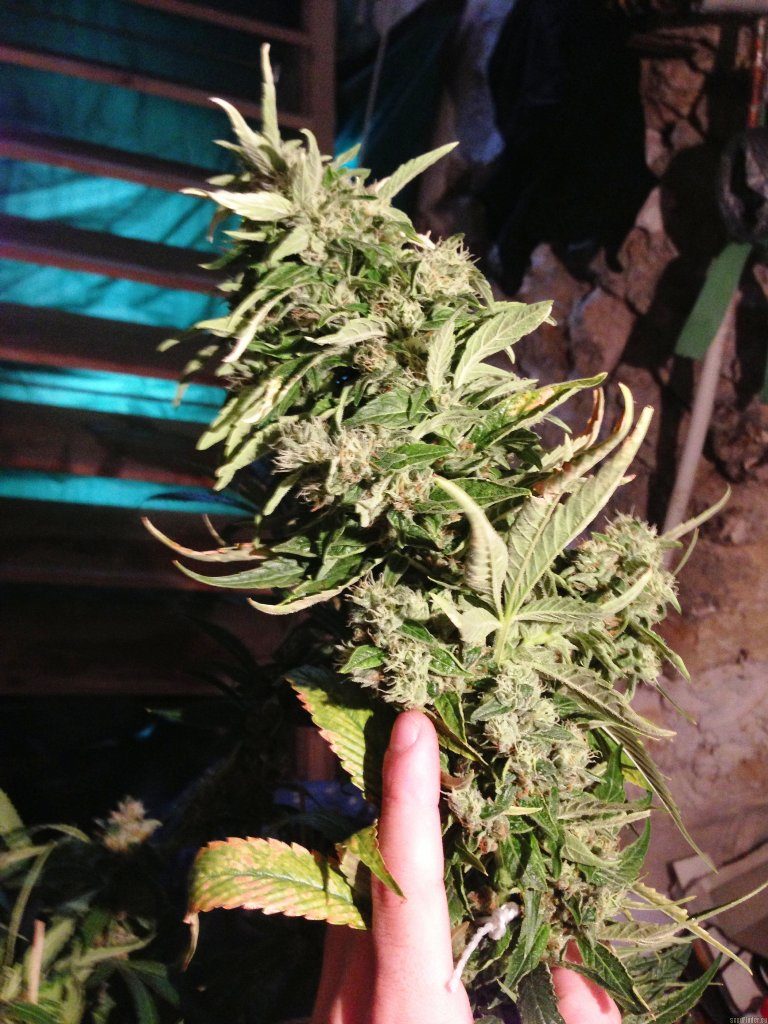 Floración de Cannalope kush