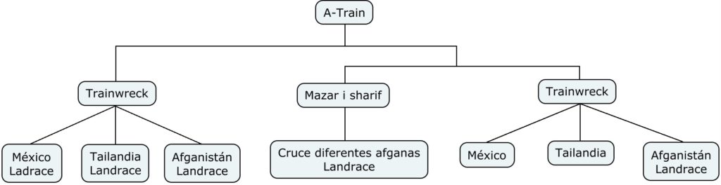 Mapa genético de A-Train de TH Seeds