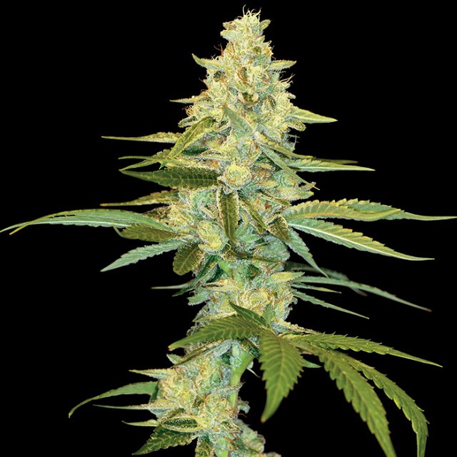 Marihuana cannalope kush