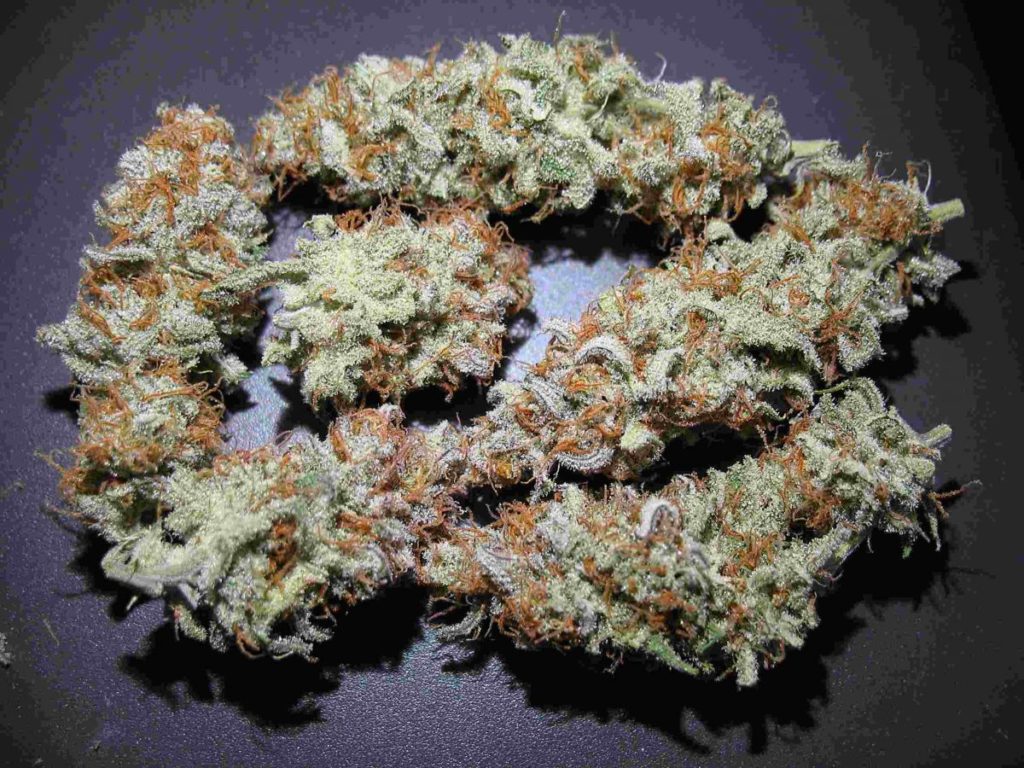 Cogollos secos de cannalope Kush