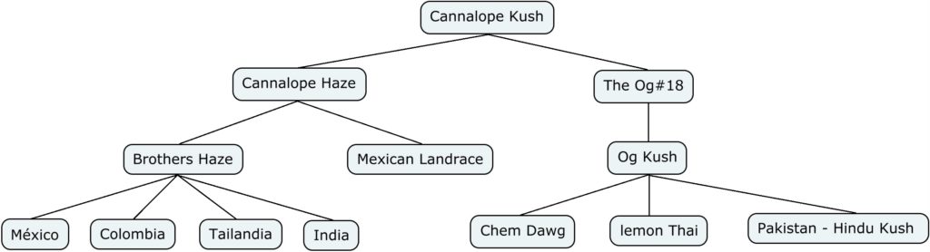 Genética de Cannalope Kush