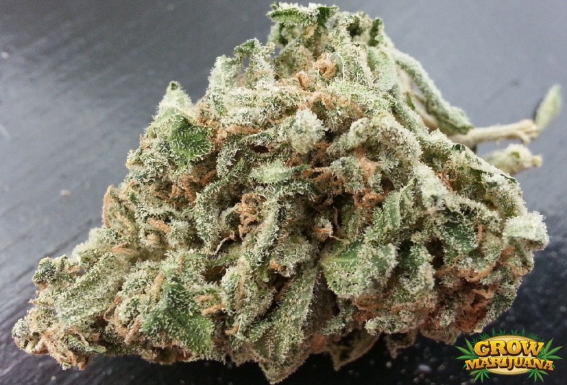 Cogollo manicurado de Ghost Train Haze