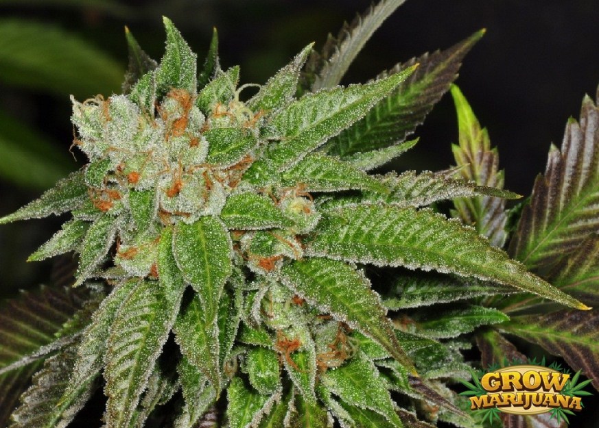 Cogollo a final de floración de Ghost train Haze