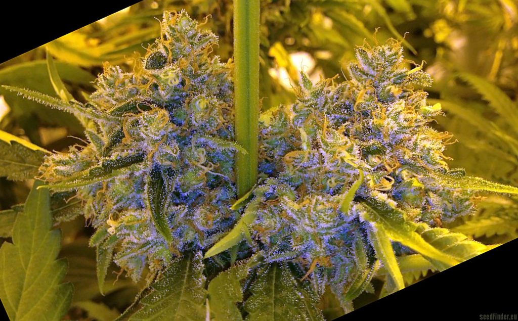 Planta de cannabis Moonshine's Ghost Train