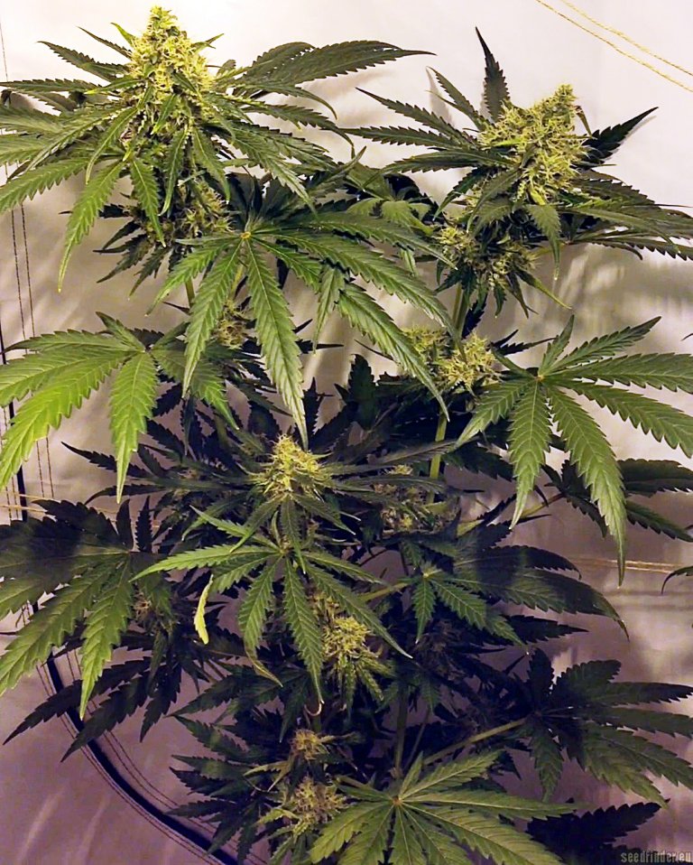 Marihuana Moonshine's Ghost Train en floración