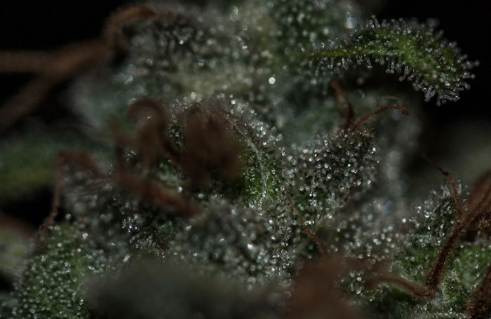 Resina de Underdawg Kush