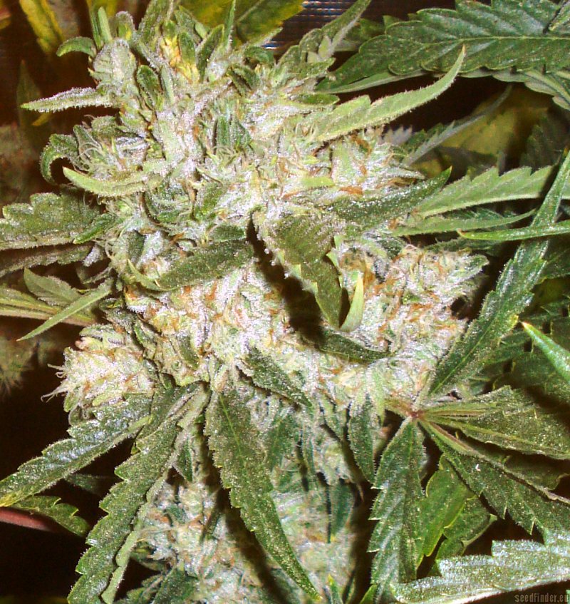67 días floración de Moonshine Ghost Train