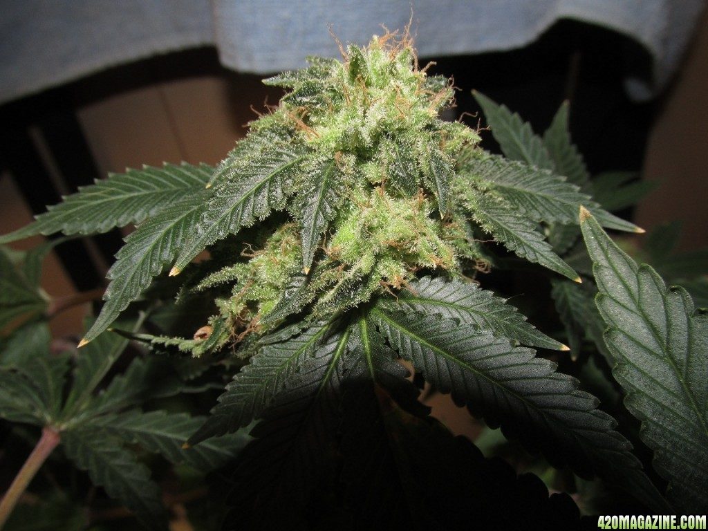 Marihuana potente underdawg kush